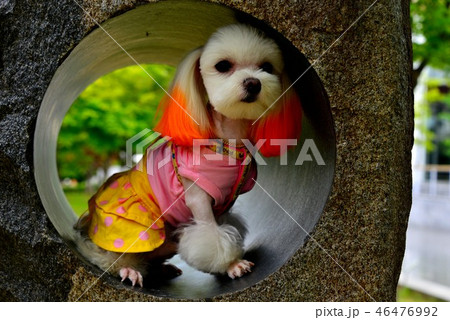 犬 子犬 46476992