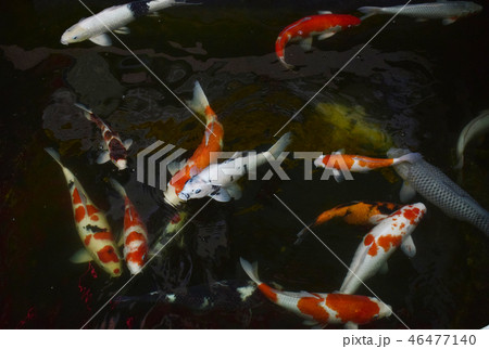 Multi colored pigs swimming in the pond. Multi colored pigs swimming in the pond. 46477140