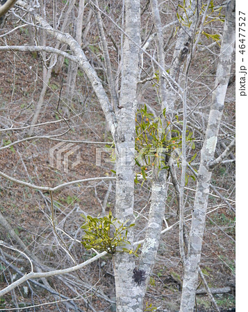 ヤドリギの実 46477527