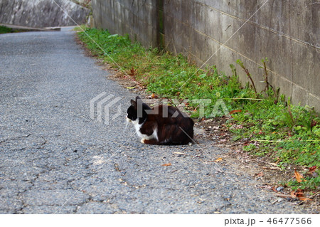 路地の猫 46477566