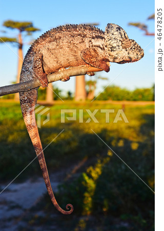 カメレオン 46478205