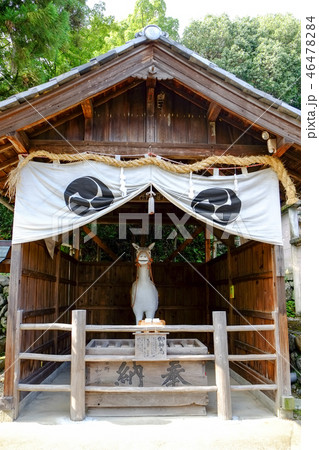 針綱神社　御神馬 46478284