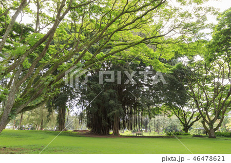 リリウオカラニ庭園 46478621