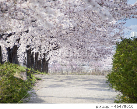 神奈川県秦野市　桜満開 46479010