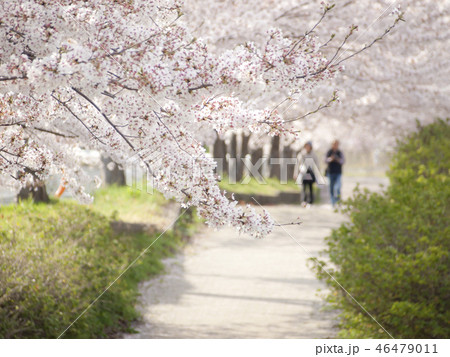 神奈川県秦野市 桜満開 神奈川県秦野市 桜満開 46479011