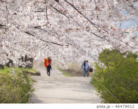神奈川県秦野市 桜満開 神奈川県秦野市 桜満開 46479012