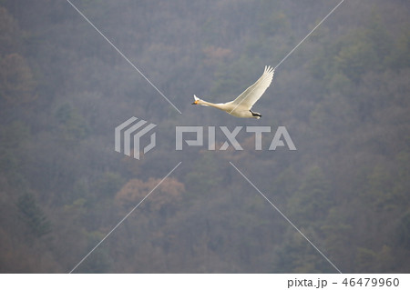 白鳥 ガチョウ 湖 46479960