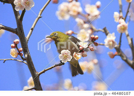 ピンク色の梅の花とメジロ 46480107