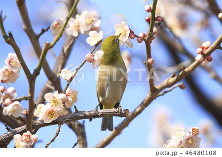 ピンク色の梅の花とメジロ 46480108