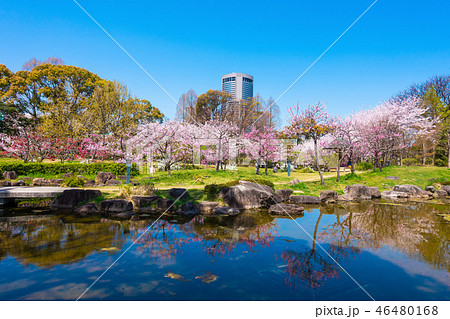 藤田邸跡公園の桜 46480168