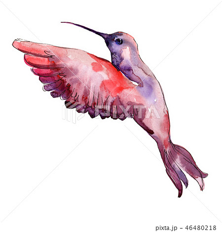 Red colibri in a wildlife. Watercolor background illustration set. Isolated hummingbird illustration 46480218