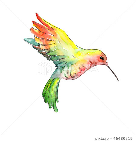 Yellow green colibri in a wildlife. Watercolor background illustration set. Isolated hummingbird 46480219