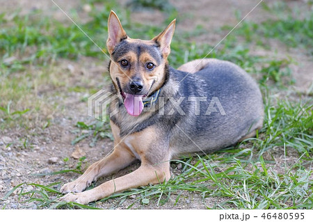 ドッグランで遊ぶ犬 ドッグランで遊ぶ犬 46480595