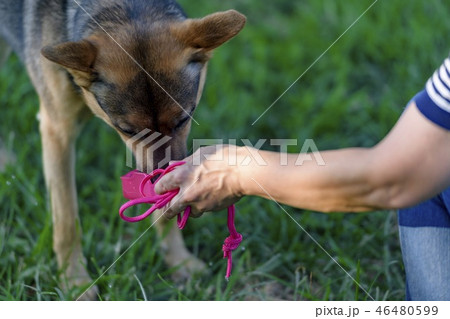ドッグランで遊ぶ犬 ドッグランで遊ぶ犬 46480599