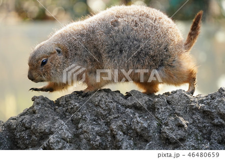 プレーリードッグ プレーリードッグ 46480659