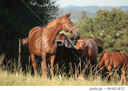 Mare in the pasture in the sunshine 46481852