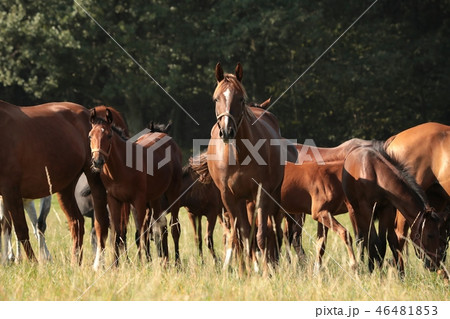 Mare and offspring in the pasture Mare and offspring in the pasture 46481853