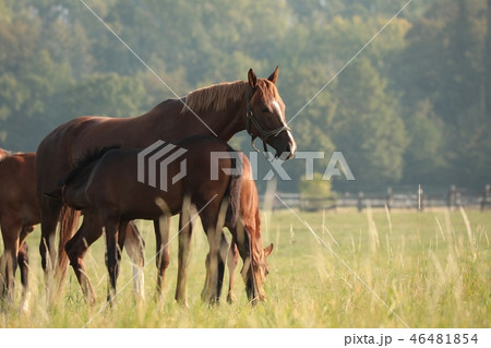 The mare is feeding offspring on the meadow 46481854