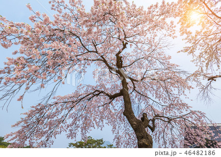 Cherry blossom tree in spring for background 46482186