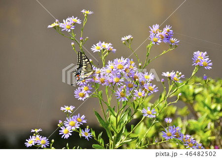ヨメナの花とアゲハチョウ 46482502