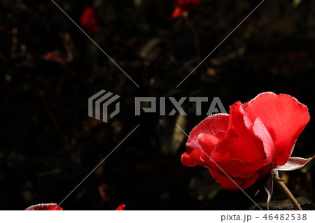 赤い薔薇に朝露 赤い薔薇に朝露 46482538