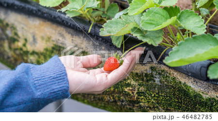 イチゴ いちご 苺 46482785