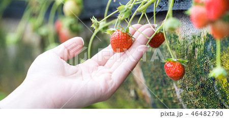 イチゴ いちご 苺 46482790