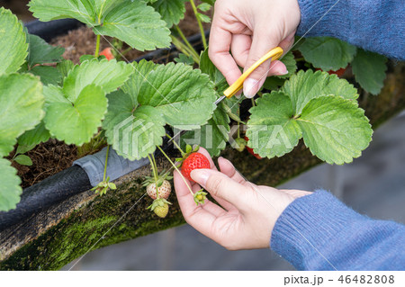 イチゴ いちご 苺 46482808