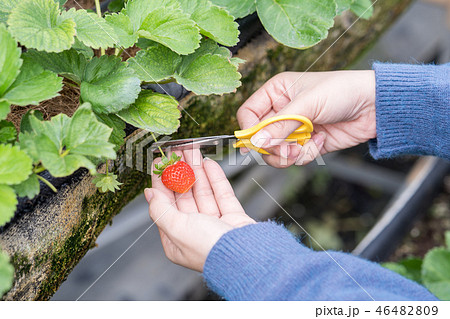 イチゴ狩り いちご狩り 苺狩り 46482809