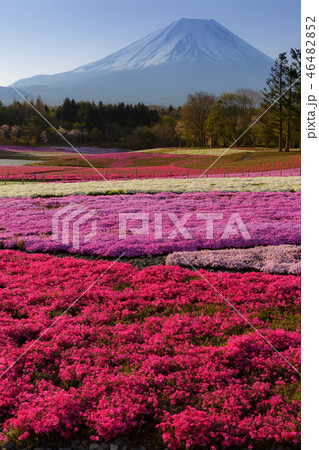 富士芝桜まつり 46482852