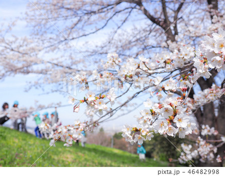 春 満開の桜 春 満開の桜 46482998