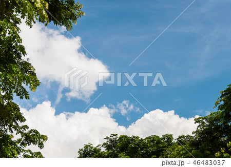 bright sky and tree. 46483037