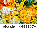 カラフルな花の背景素材 46483070
