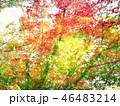 赤と黄色　紅葉の背景画像 46483214
