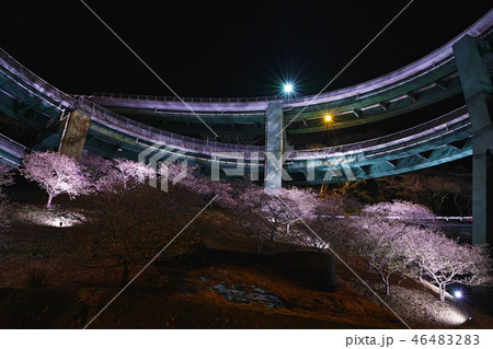 【静岡県】河津七滝ループ橋の夜景と桜ライトアップ 【静岡県】河津七滝ループ橋の夜景と桜ライトアップ 46483283