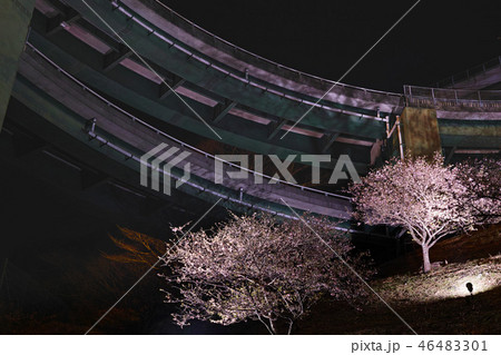 【静岡県】河津七滝ループ橋の夜景と桜ライトアップ 【静岡県】河津七滝ループ橋の夜景と桜ライトアップ 46483301