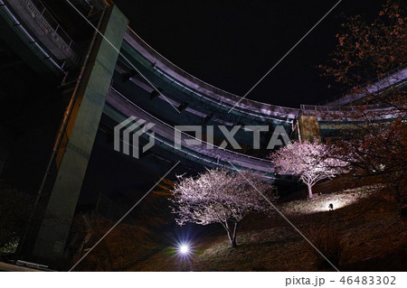【静岡県】河津七滝ループ橋の夜景と桜ライトアップ 【静岡県】河津七滝ループ橋の夜景と桜ライトアップ 46483302
