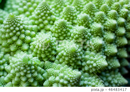 ロマネスコ ロマネスコ 46483417