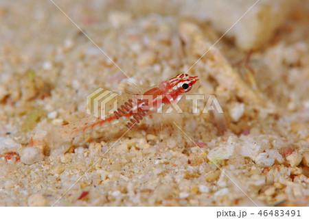 寄生虫に侵された魚 46483491