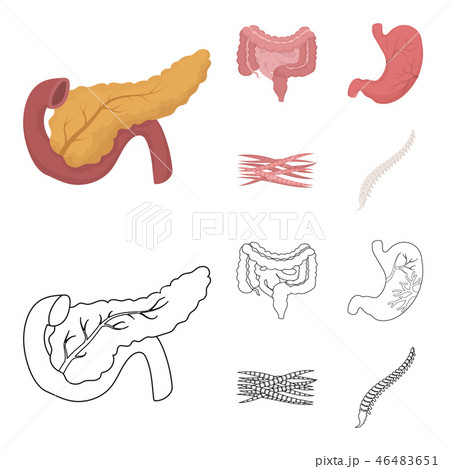Intestines, stomach, muscles, spine. Organs set collection icons in cartoon,outline style vector Intestines, stomach, muscles, spine. Organs set collection icons in cartoon,outline style vector 46483651