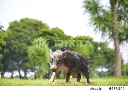 草地を歩く子供のイノシシ 19年 猪 干支 新年 年賀 年賀状イメージの写真素材