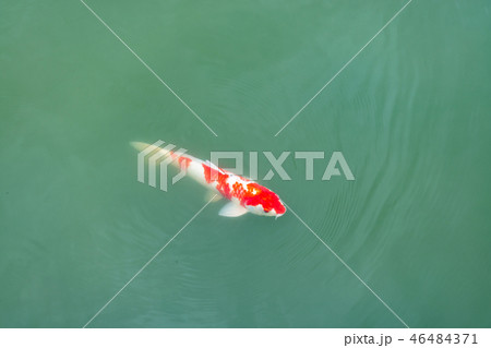 錦鯉 錦鯉 46484371