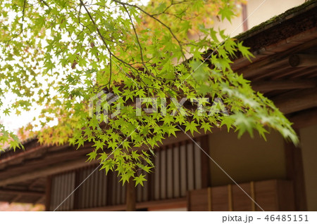 万博記念公園　汎庵・万里庵の紅葉 46485151