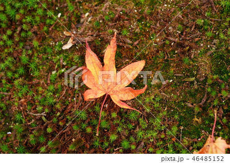 万博記念公園　汎庵・万里庵の紅葉と苔 46485152