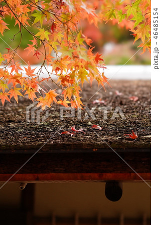 万博記念公園　汎庵・万里庵の屋根と紅葉 46485154