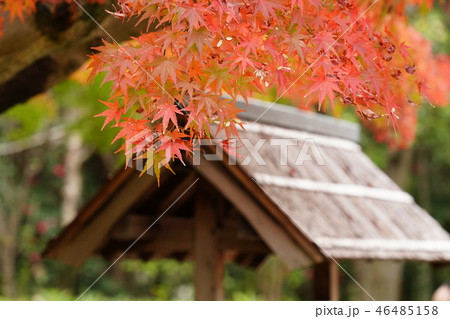 万博記念公園　汎庵・万里庵の紅葉 46485158