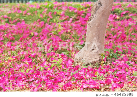 サザンカの根元に落下した花びら 46485999