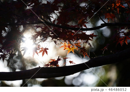 神戸市立森林植物園 紅葉の木漏れ日 神戸市立森林植物園 紅葉の木漏れ日 46486052