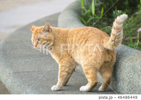 野良猫キング ペットプロ キャットタワー スイング 高さ38cm ねこがくれ 爪