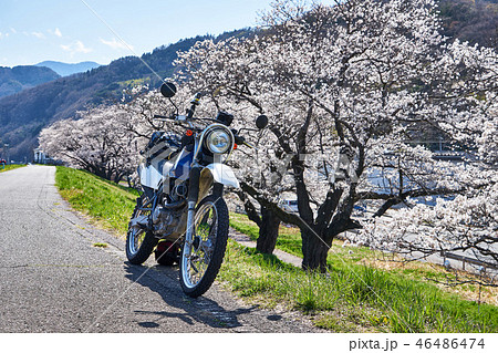 山梨県　鰍沢の桜とオートバイ 46486474